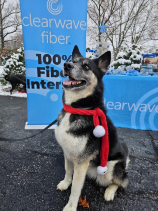 Mount Vernon, IL Internet Promotions